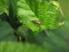 Tenthredo verticalis