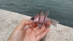 Apogonichthyoides pseudotaeniatus