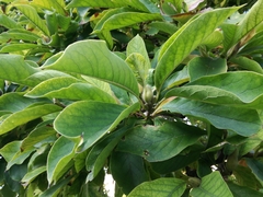 Magnoliopsida