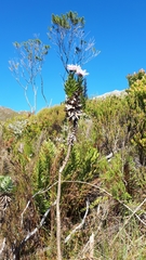 Senecio speciosissimus