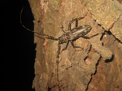 Trirachys orientalis