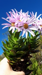 Senecio speciosissimus