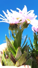 Senecio speciosissimus