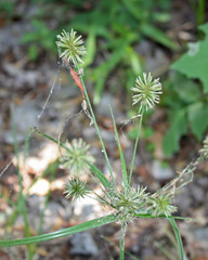 Cyperus lancastriensis