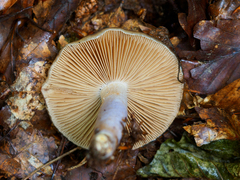 Cortinarius livido-ochraceus