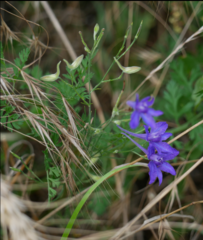 Delphinium consolida