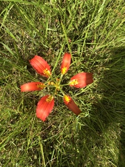 Lilium catesbaei image