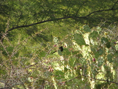 Cercotrichas podobe