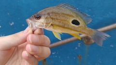 Lutjanus russellii