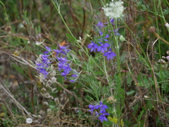 Delphinium consolida
