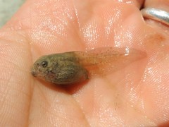 Bombina variegata