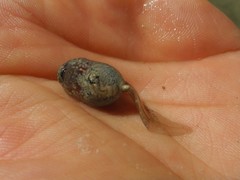 Bombina variegata