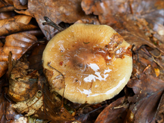 Cortinarius livido-ochraceus