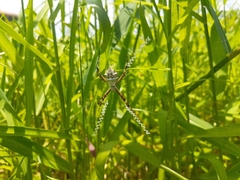 Argiope argentata