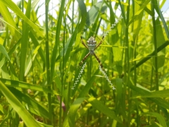 Argiope argentata
