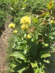 Gentiana burseri actinocalyx