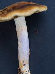 Cortinarius livido-ochraceus