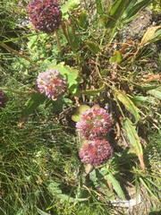 Hylotelephium anacampseros