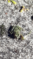 Heleophryne purcelli