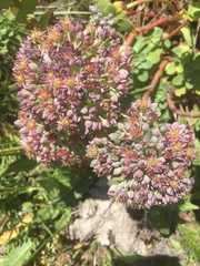Hylotelephium anacampseros