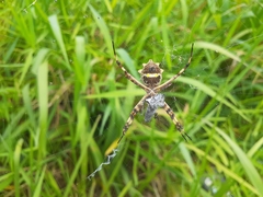 Argiope argentata