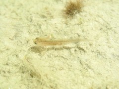 Salamandridae