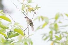 Chlorocichla simplex