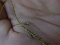 Bromus ramosus