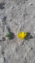 Glottiphyllum
