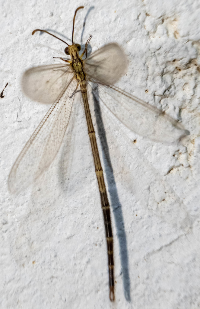 Brachynemurus abdominalis