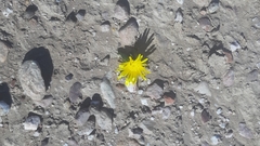 Glottiphyllum