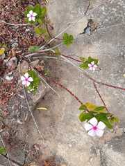Catharanthus roseus