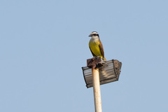 Pitangus sulphuratus