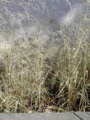 Poaceae