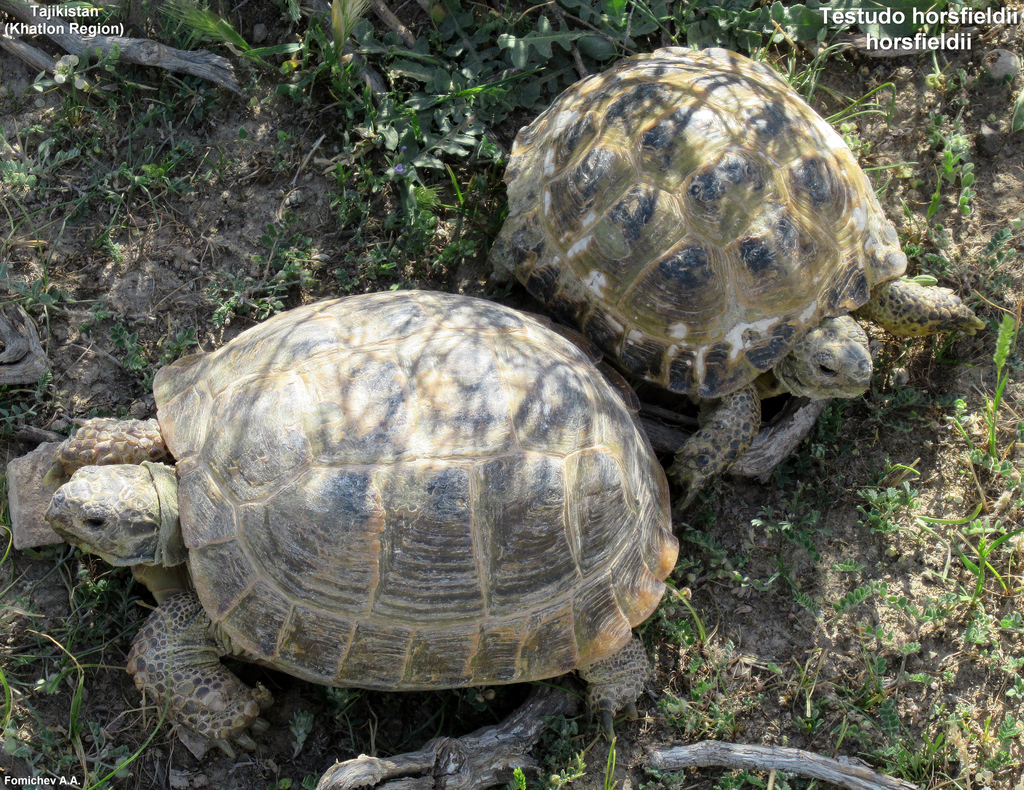 Afghan Tortoise in April 2019 by Alexander A. Fomichev · iNaturalist