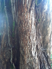 Metasequoia glyptostroboides