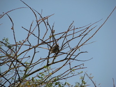 Urocolius macrourus