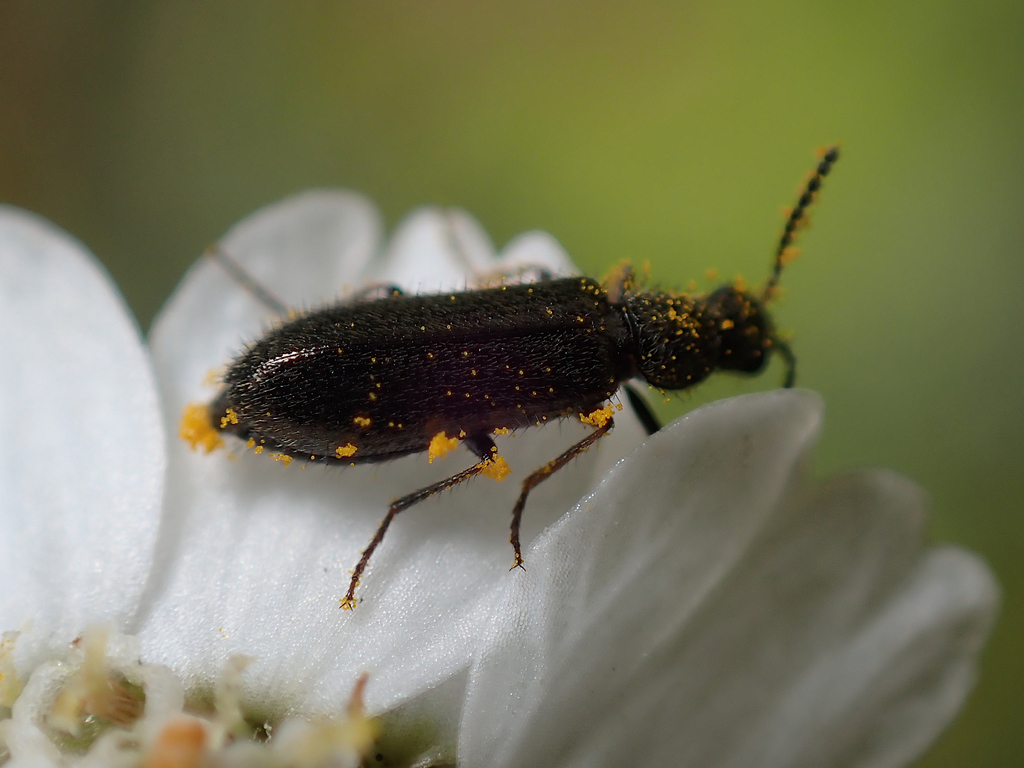 Dasytes plumbeus