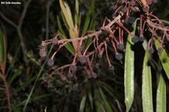 Comarostaphylis polifolia