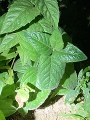 Monarda bradburiana