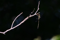 Cordulegaster erronea