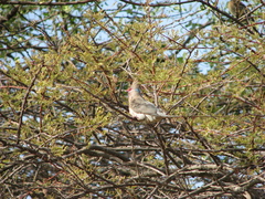 Urocolius macrourus