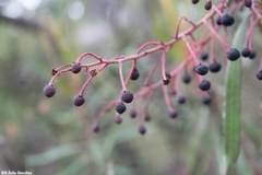 Comarostaphylis polifolia