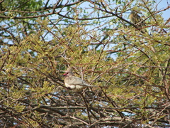 Urocolius macrourus