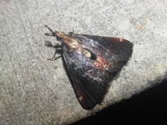 Prosaris pernigralis