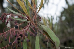Comarostaphylis polifolia