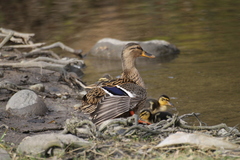 Anas platyrhynchos