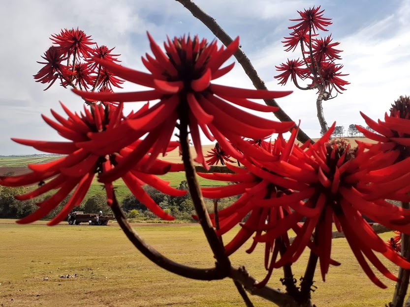 Erythrina speciosa