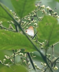 Hypolycaena thecloides