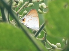 Hypolycaena thecloides